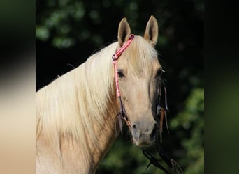 Tennessee walking horse, Mare, 15 years, 14.3 hh, Palomino