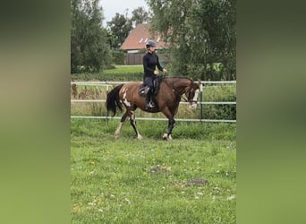 Tennessee walking horse Mix, Mare, 15 years, 15.1 hh, Pinto