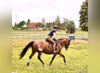 Tennessee walking horse Mix, Mare, 15 years, 15.1 hh, Pinto