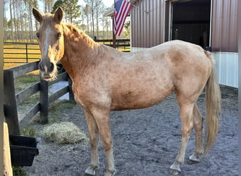 Tennessee walking horse, Mare, 15 years, 15 hh, Palomino