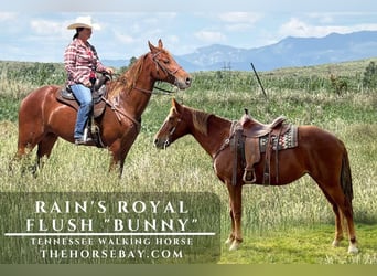 Tennessee walking horse, Mare, 15 years, 16 hh, Chestnut