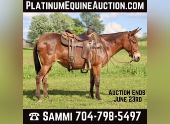 Tennessee walking horse, Mare, 15 years, Dun