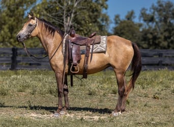 Tennessee walking horse, Mare, 18 years, 15.1 hh, Buckskin