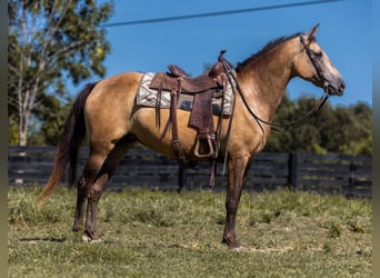 Tennessee walking horse, Mare, 18 years, 15,1 hh, Buckskin