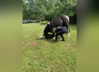 Tennessee walking horse, Mare, 19 years, 14.2 hh, Pinto