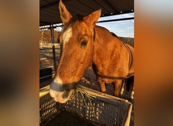 Tennessee walking horse, Mare, 19 years, 15 hh, Palomino