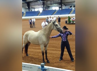 Tennessee walking horse, Mare, 1 year, 15 hh, Buckskin