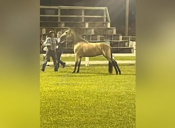 Tennessee walking horse, Mare, 1 year, 15 hh, Buckskin