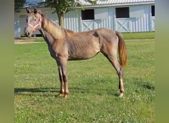 Tennessee walking horse, Mare, 1 year, 15 hh, Gray