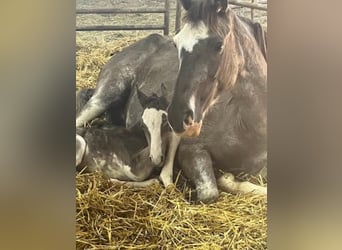 Tennessee walking horse, Mare, 2 years, 13,3 hh, Sabino