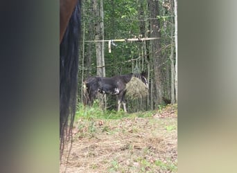 Tennessee walking horse, Mare, 2 years, 13,3 hh