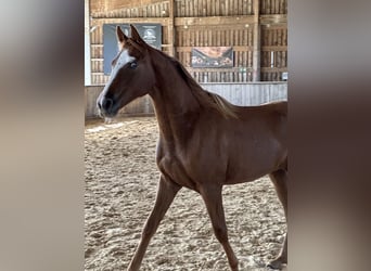 Tennessee walking horse, Mare, 2 years, 15.1 hh, Chestnut-Red
