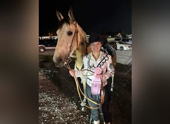 Tennessee walking horse, Mare, 2 years, 15 hh, Buckskin