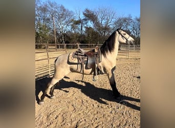 Tennessee walking horse, Mare, 2 years, 15 hh, Buckskin