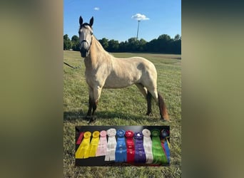 Tennessee walking horse, Mare, 2 years, 15 hh, Buckskin