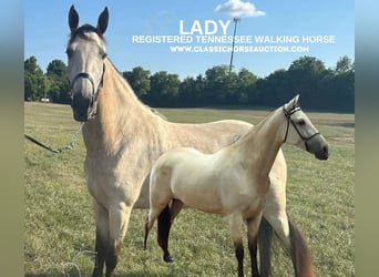 Tennessee walking horse, Mare, 2 years, 15 hh, Buckskin