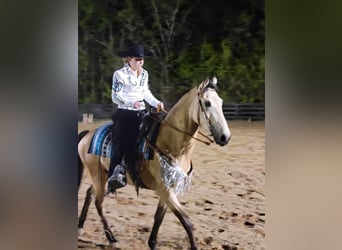 Tennessee walking horse, Mare, 2 years, 15 hh, Buckskin