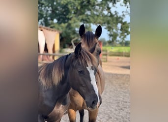 Tennessee walking horse, Mare, 2 years, Black