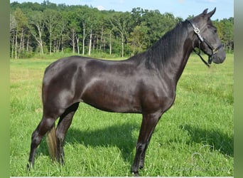 Tennessee walking horse, Mare, 3 years, 15 hh, Black