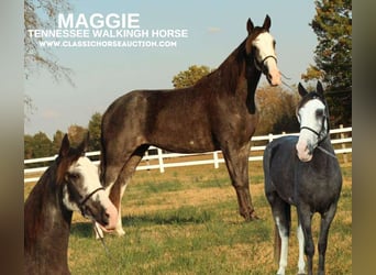 Tennessee walking horse, Mare, 3 years, 15 hh, Black