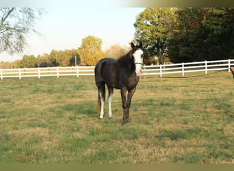 Tennessee walking horse, Mare, 3 years, 15 hh, Black