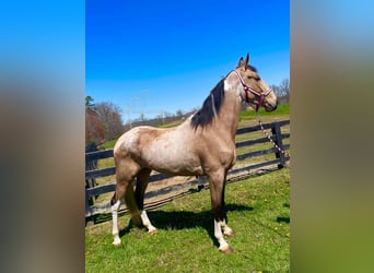 Tennessee walking horse, Mare, 3 years, 16 hh, Buckskin