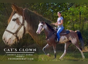 Tennessee walking horse, Mare, 4 years, 15,2 hh, Sabino