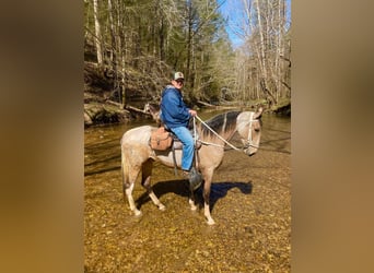 Tennessee walking horse, Mare, 4 years, 16 hh, Buckskin