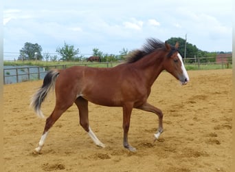 Tennessee walking horse, Mare, 5 years, 14,3 hh, Sabino