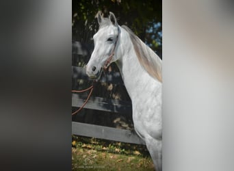 Tennessee Walking Horse, Stute, 5 Jahre, 14 hh, Schimmel