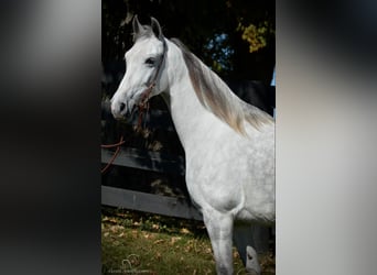 Tennessee Walking Horse, Stute, 5 Jahre, 14 hh, Schimmel