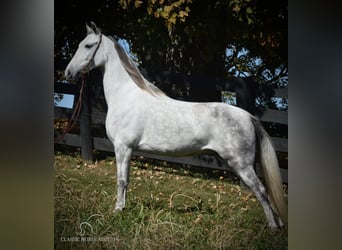 Tennessee Walking Horse, Stute, 5 Jahre, 14 hh, Schimmel