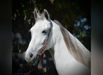 Tennessee Walking Horse, Stute, 5 Jahre, 14 hh, Schimmel