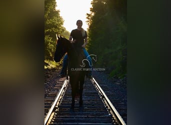 Tennessee walking horse, Mare, 5 years, 15 hh, Black