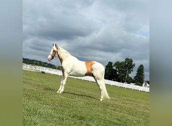 Tennessee walking horse, Mare, 5 years, 15 hh, Palomino