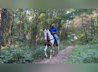 Tennessee walking horse, Mare, 5 years, 15 hh, Palomino