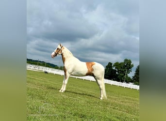 Tennessee walking horse, Mare, 5 years, 15 hh, Palomino