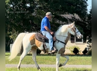 Tennessee walking horse, Mare, 5 years, 15 hh, Palomino