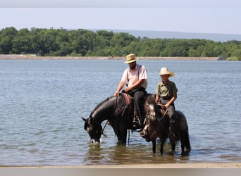 Tennessee walking horse, Mare, 5 years, 15 hh, Roan-Blue