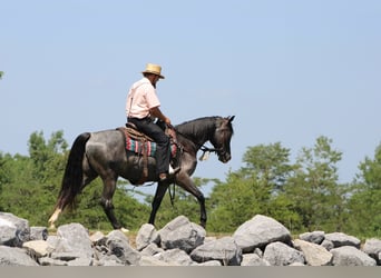 Tennessee walking horse, Mare, 5 years, Roan-Blue