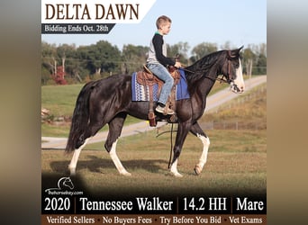 Tennessee walking horse, Mare, 6 years, 14.1 hh, Sabino