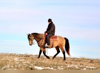Tennessee walking horse, Mare, 6 years, 14,3 hh, Buckskin