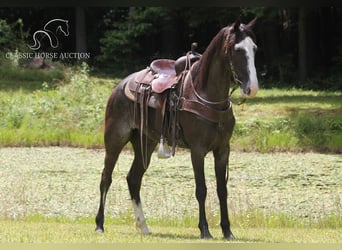 Tennessee walking horse, Mare, 6 years, 15 hh, Black