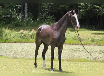 Tennessee walking horse, Mare, 6 years, 15 hh, Black