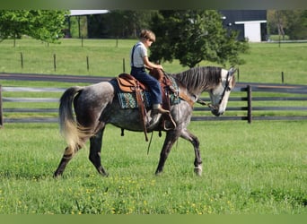 Tennessee walking horse, Mare, 6 years, 15 hh, Gray