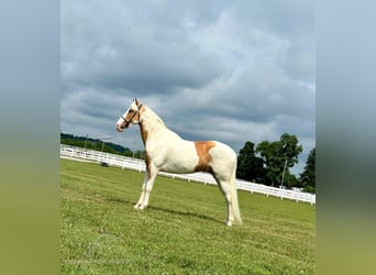 Tennessee walking horse, Mare, 6 years, 15 hh, Palomino