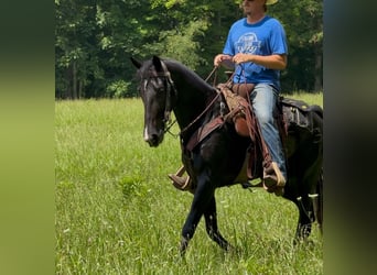 Tennessee walking horse, Mare, 6 years, Black