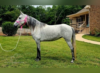 Tennessee walking horse, Mare, 7 years, 14 hh, Gray