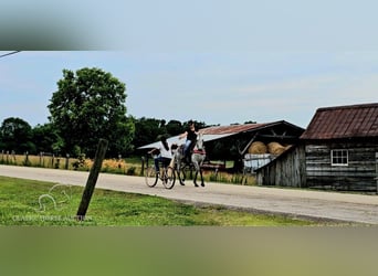 Tennessee walking horse, Mare, 7 years, 14 hh, Gray