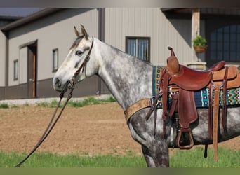 Tennessee walking horse, Mare, 7 years, 15 hh, Grey